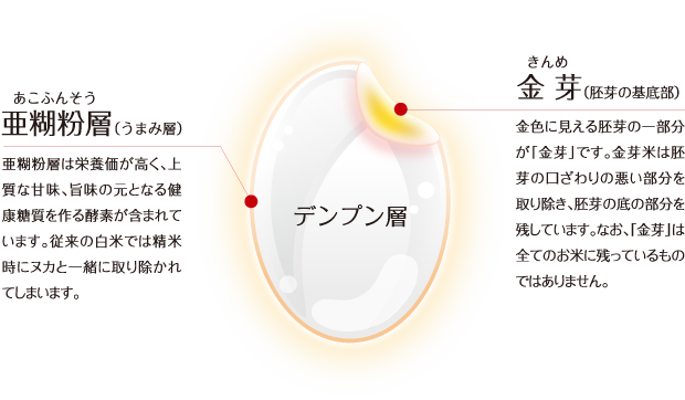 亜糊粉層 / 金芽