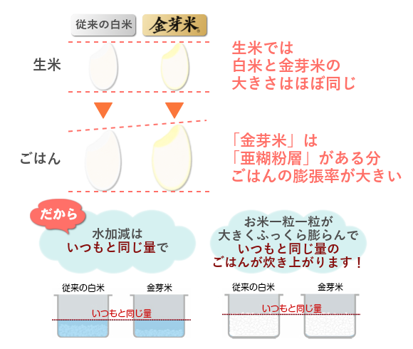 金芽米炊き増えの秘密