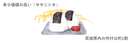 復活ササニシキの秘密④