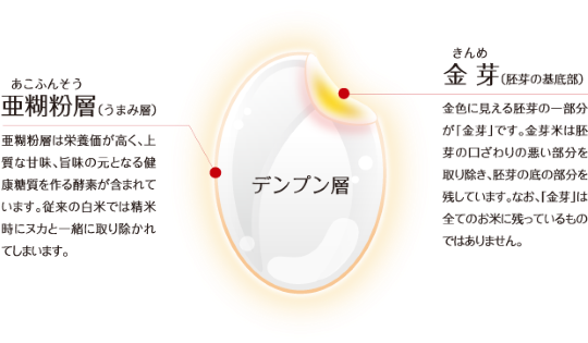 亜糊粉層・金芽の図解